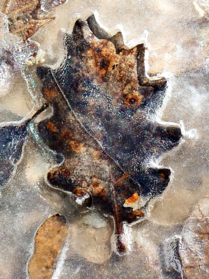 Tryptique hivernale 1