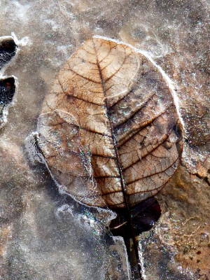 Tryptique hivernale 3