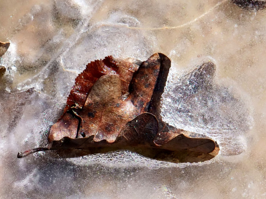 Camaeguaise